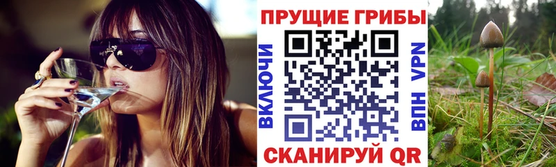 Псилоцибиновые грибы Psilocybe  Дмитров 